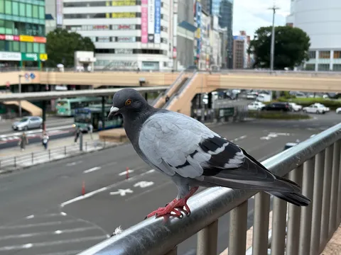 都会の喧騒と一羽の賢者