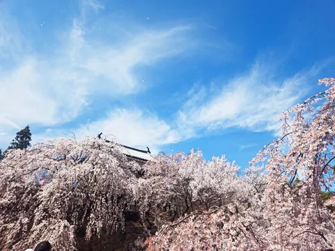 桜吹雪と古城のコントラスト