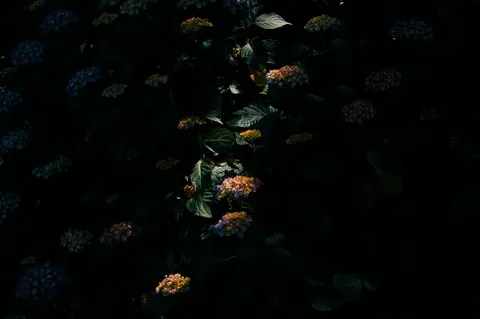 静寂に照らされる紫陽花