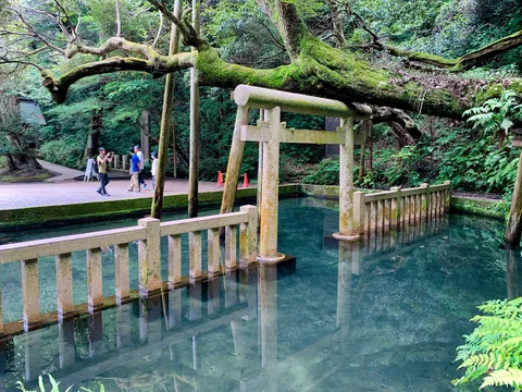 水中鳥居と大木のナイスコンビ