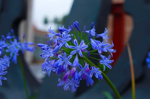 青い花火、夏の訪れ