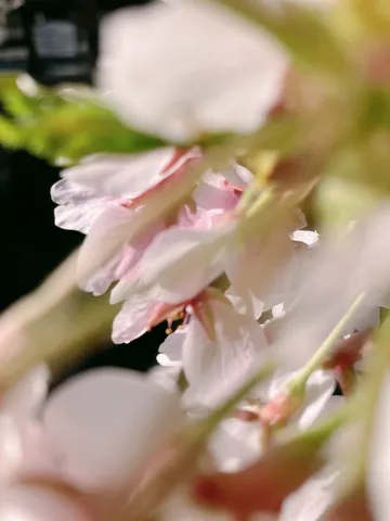 光に透ける花びらの重なり