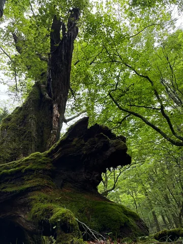緑と苔の巨木の呼吸