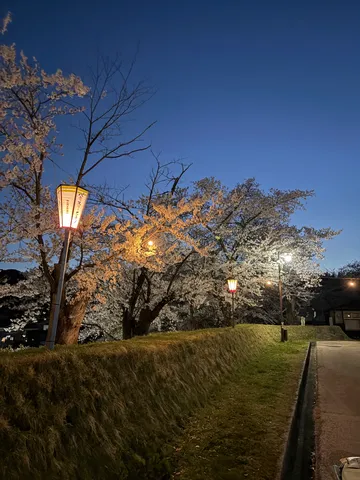 宵闇に浮かぶ桜並木