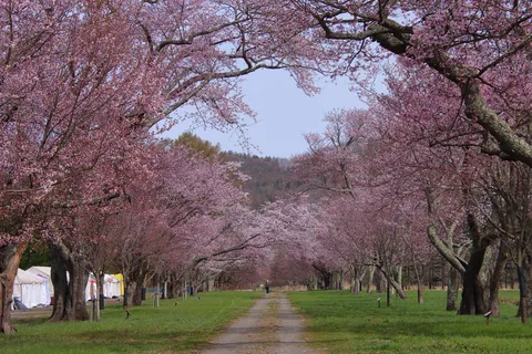 桜トンネルの向こうへ