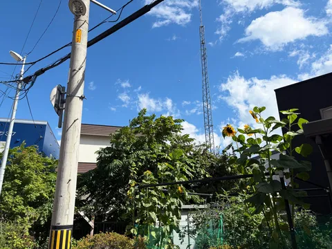 青空と向日葵の静寂