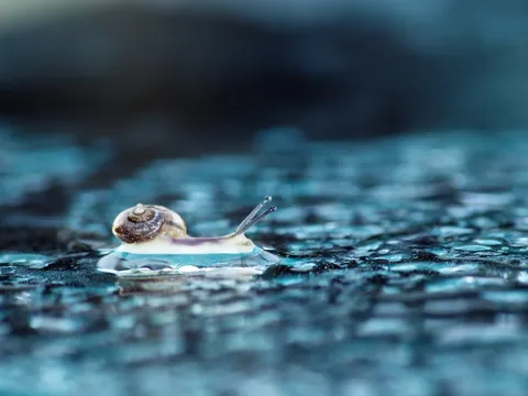 雨の窓辺の小さな旅人