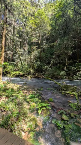 苔むす清流の森で