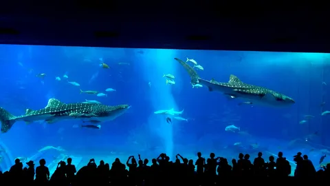 海の巨人と観客の影