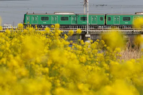 菜の花と緑の電車、春の風物詩