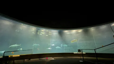 悠久の水中世界、優雅に泳ぐ魚たち