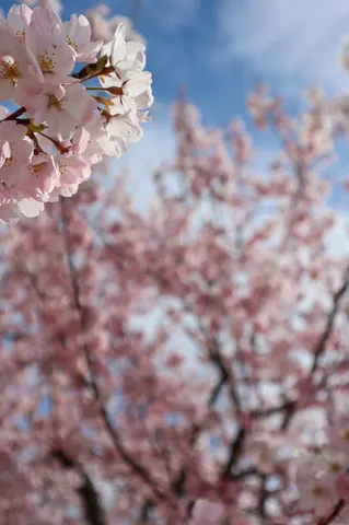 春風に揺れる桜の儚さ