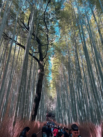 竹林の道に潜む静寂