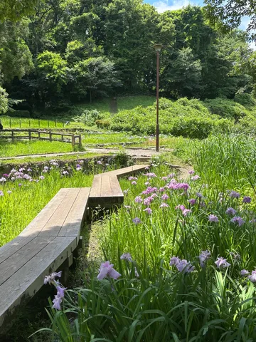 水辺の木道に花咲く風景