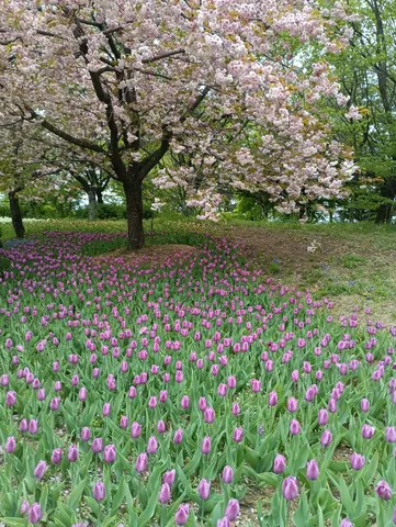 夢見るチューリップと桜の絨毯