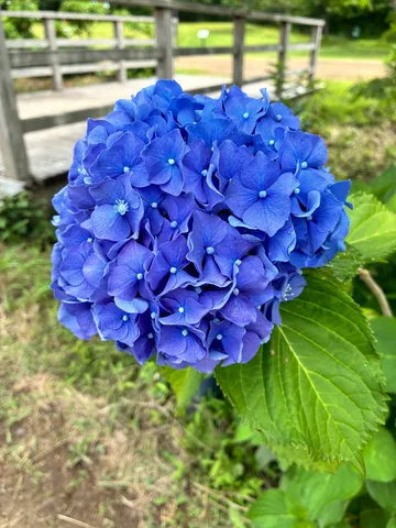 真夏を彩る、鮮やかな青い宝石