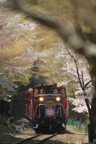 桜吹雪
