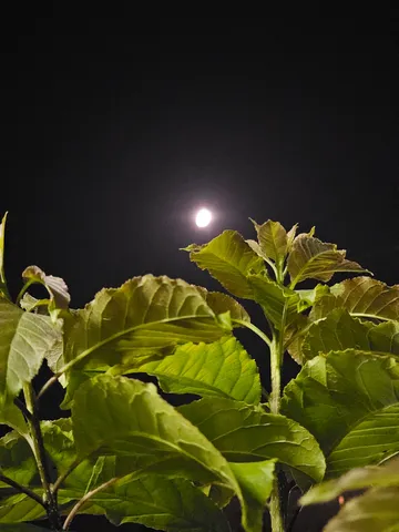 静寂の夜、月光に照らされる新緑