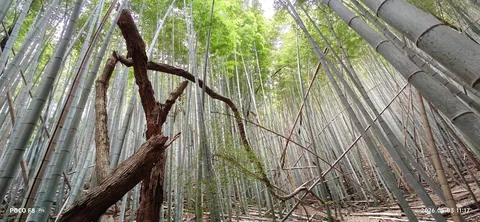 古木と竹林の対話