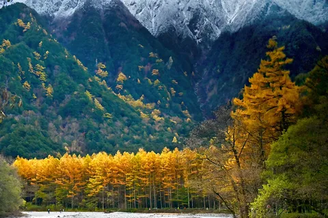 黄金の森と雪化粧の山々