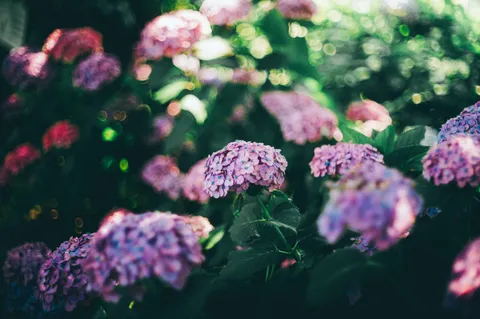 雨上がり、紫陽花の妖精