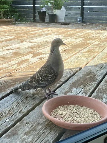 陽だまりのデッキにて