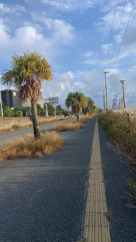 ヤシと空と、どこかへ続く道