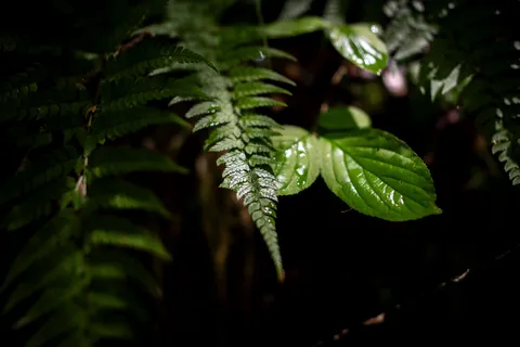 森の雫、葉脈の神秘