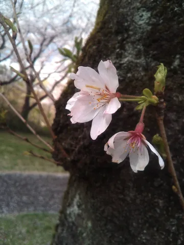 古木に咲く桜の儚さ