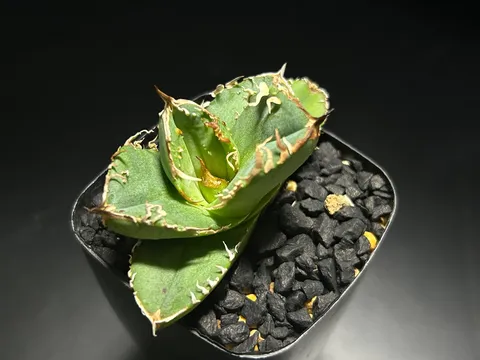 漆黒の器に宿る、アガベの息吹
