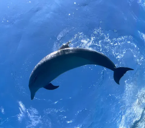 青い海を悠々と泳ぐイルカ