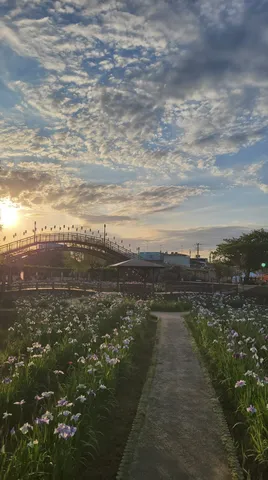 夕暮れ時の花畑に架かる橋