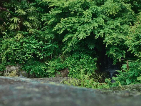 緑の壁！って思ったら足元も緑