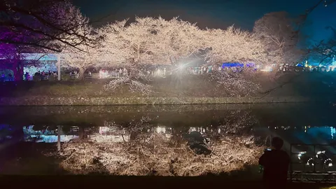 水面に映る夜桜の宴
