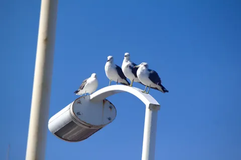 青空に並ぶ鳥たちの瞬間