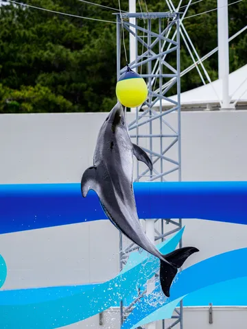 水と光の舞、宙を掴む