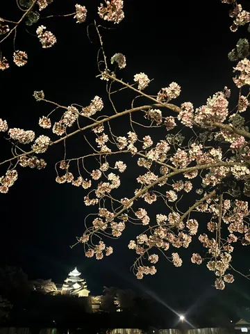闇夜に浮かぶ桜と古城の幻想