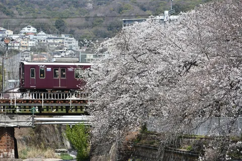 春の都賀川をゆく