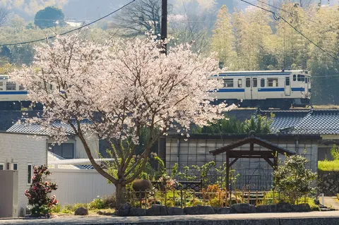 満開の桜と駆け抜ける列車