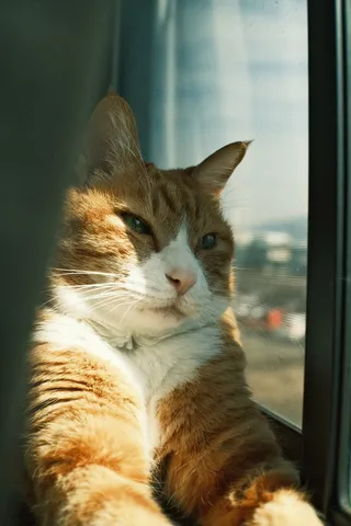 窓辺の猫、光と影の交差