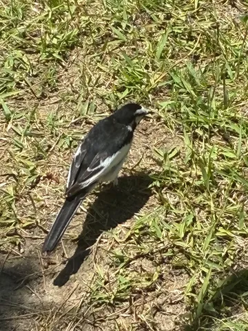 地面にたたずむ黒白の小鳥
