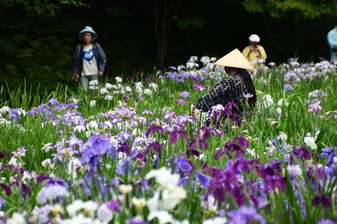 iris畑に潜む、謎の農夫?