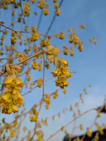 春を呼ぶ黄色い蕾たち