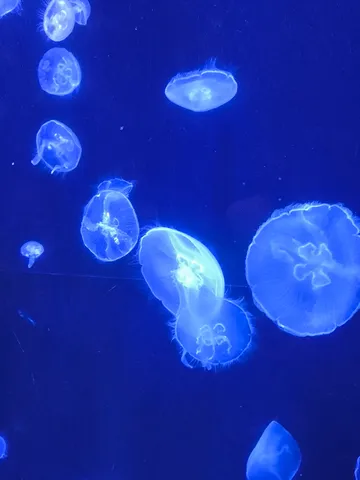 青い海に漂う光のクラゲたち