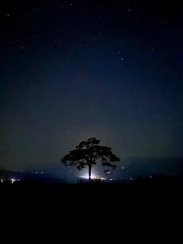 星空の下、静寂の木