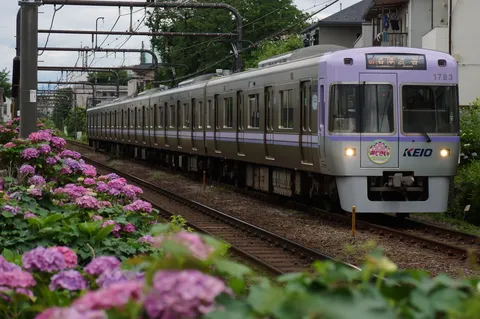 あじさい列車、夏のはじまり