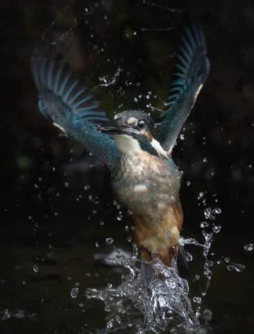 水しぶきを浴びる、躍動の瞬間
