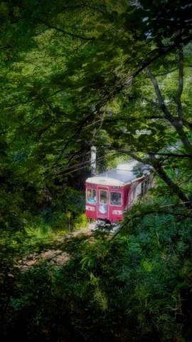 深緑を抜ける赤い列車