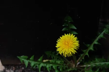 黒背景に浮かぶ、力強い黄色