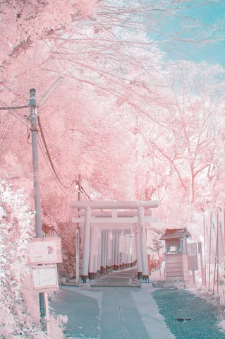 桃色に染まる鳥居の小径